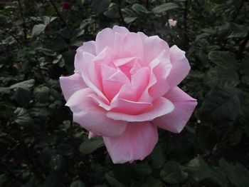 rose0908.jpg