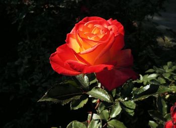 rose1754.jpg