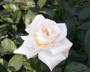 rose1760.jpg