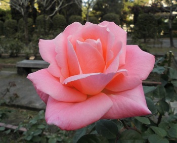 rose3364.jpg