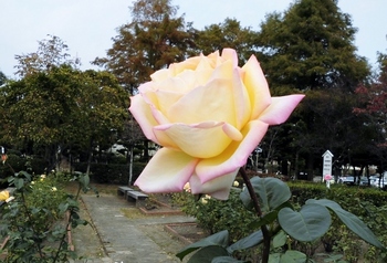 rose470.jpg