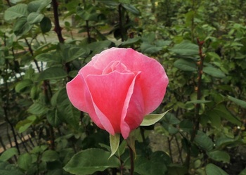 rose474.jpg