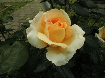 rose66.jpg
